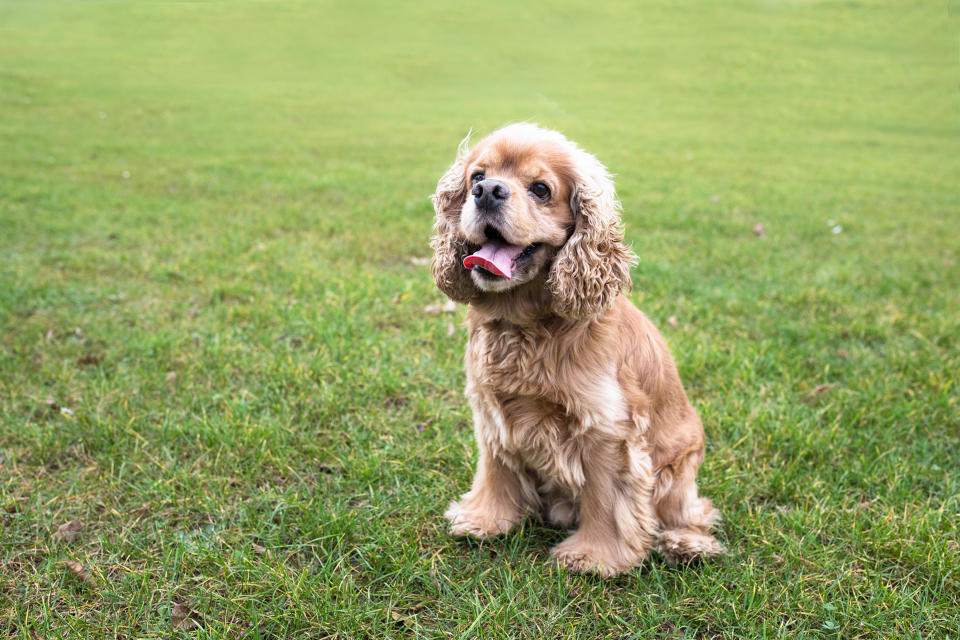 Cocker Spaniel