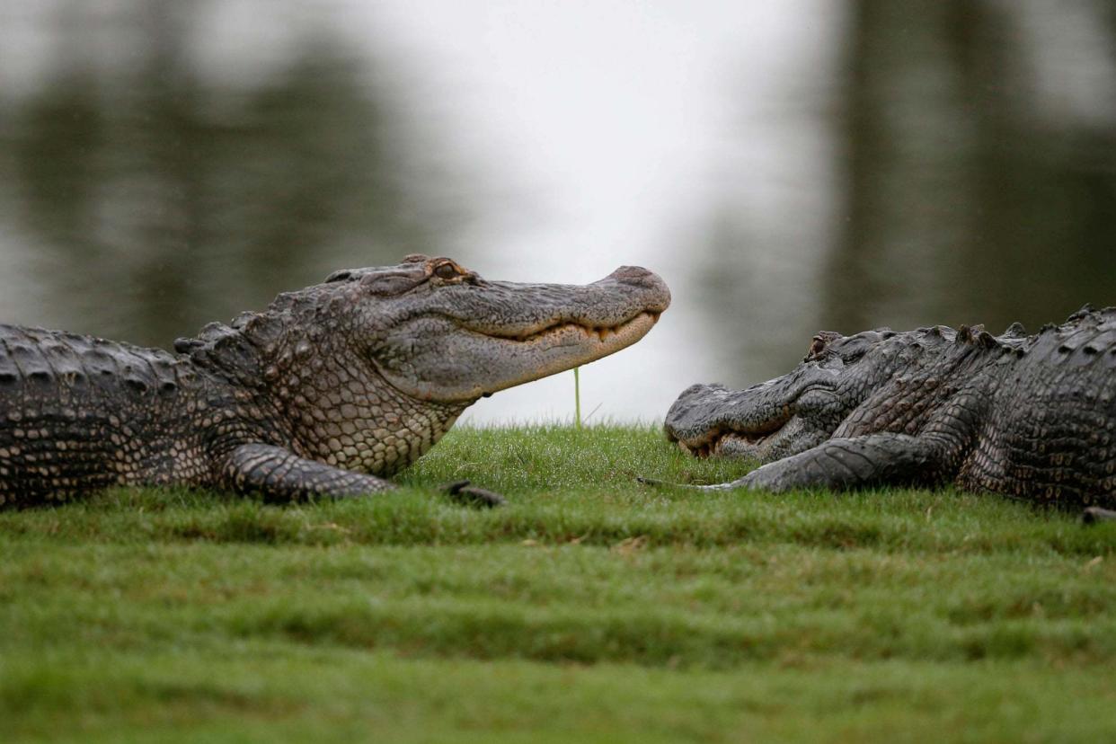 <p>Alligators competed with duck hunters for the bird</p> (AP)