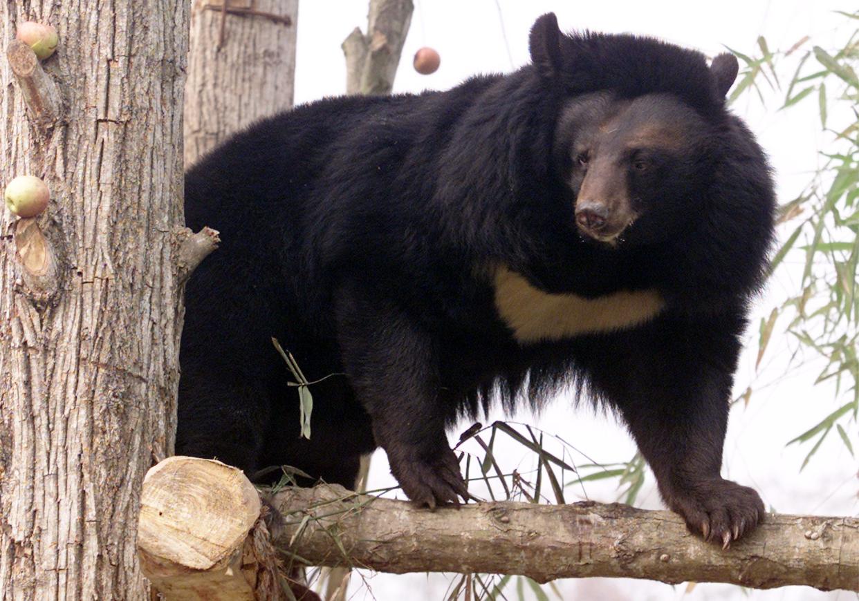 An asiatic black bear climbing a tree.