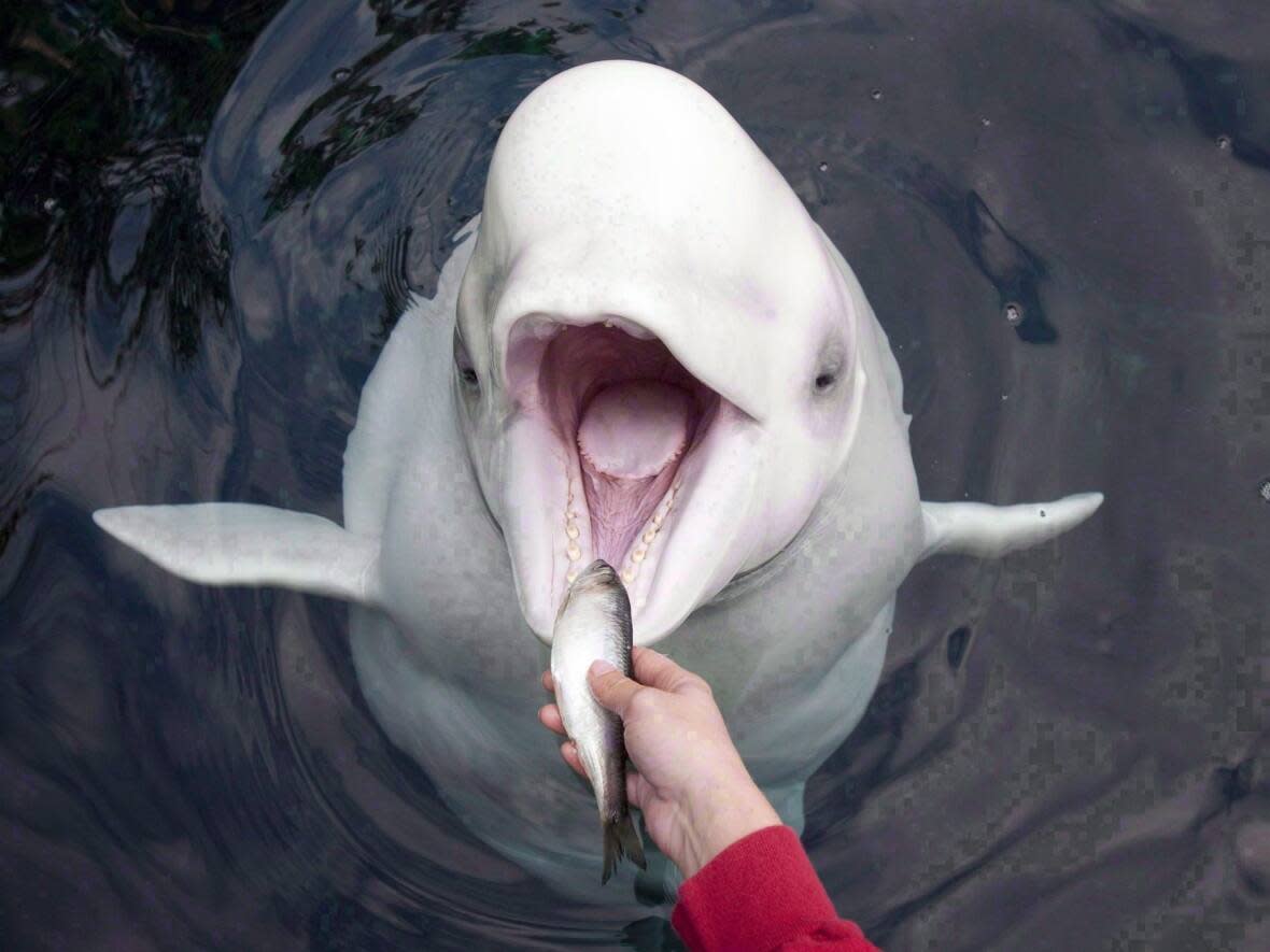 Qila, a beluga whale at the Vancouver Aquarium, receives a freshly prepared herring from trainer Katie Becker during a feeding. (Jonathan Hayward/Canadian Press - image credit)