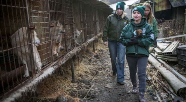 The dogs would have been electrocuted and turned into soup. Photo: Humane Society International/UK