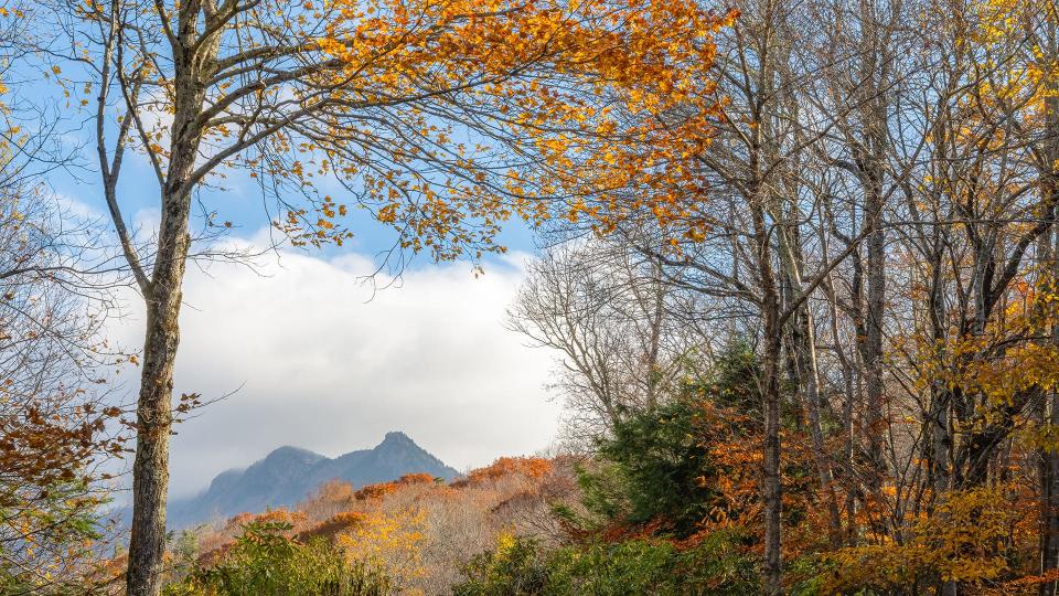 Oct. 30: Though some nice pockets of fall color remain, Grandfather Mountain is now past peak as the area nears the end of October. The photo of the mountain’s lofty peaks was taken from U.S. 221, just south of MacRae Meadows.