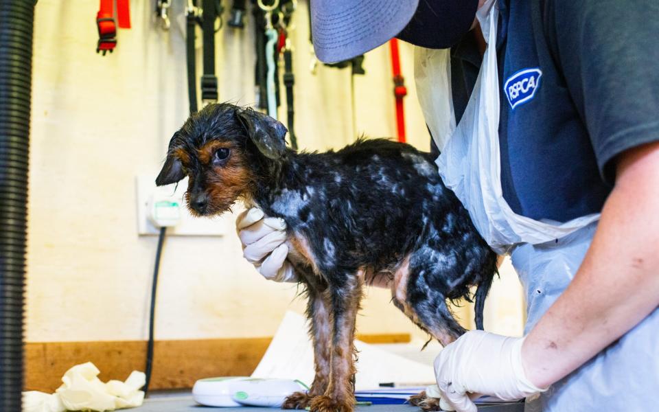 One of the dogs after being rescued - RSPCA/RSPCA