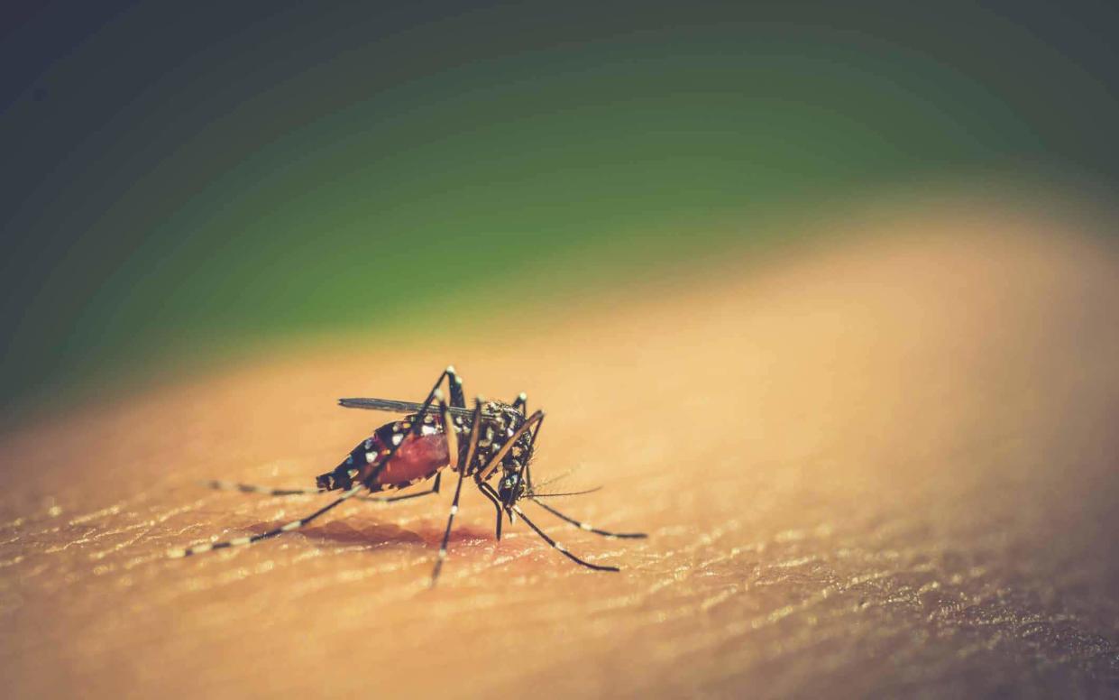 More than 8,000 people have been hospitalised by the mosquito-spread illness - istock