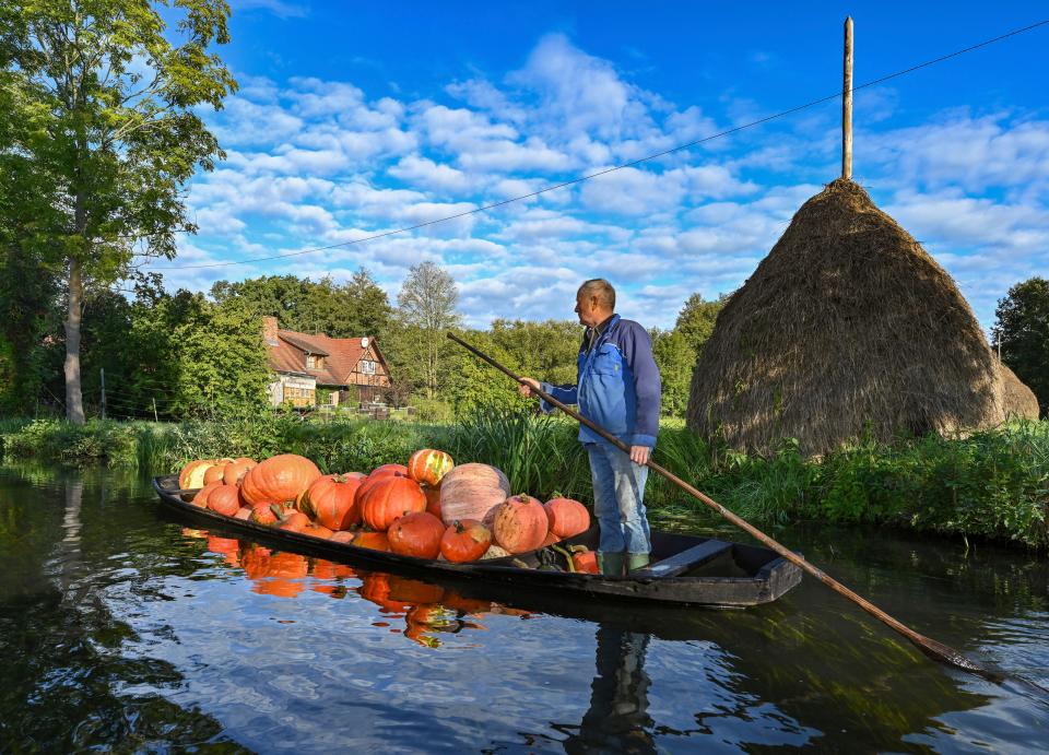 Harald Wenske drives a Spreewald barge fully loaded with pumpkins across a river in the early morning in Lehde, Germany, Wednesday, Sept. 21, 2022. Autumn time is pumpkin time. Traditionally, the 72-year-old also grows potatoes, horseradish and beets in addition to the pumpkins on his field, which is surrounded by waterways known as rivers.