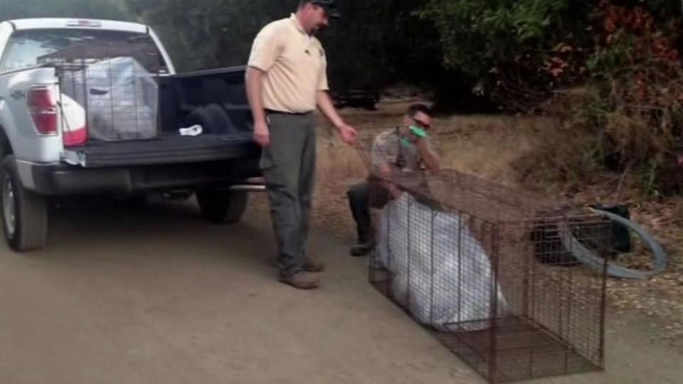 Authorities are searching for a mountain lion in Cupertino that sent a 6-year-old boy to the hospital Sunday afternoon. Officials said if the animal is not found, it is likely to attack again.