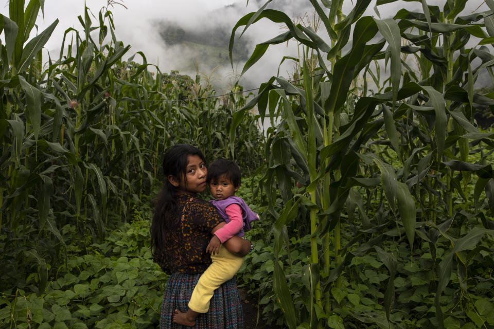 A girl holding a toddler, eyes the camera as she walks through a cornfield in the makeshift settlement Nuevo Queja, Guatemala, Saturday, July 10, 2021. Nuevo Queja is home to about 1,000 survivors from Queja, a community buried in a mudslide triggered by Hurricane Eta. (AP Photo/Rodrigo Abd)