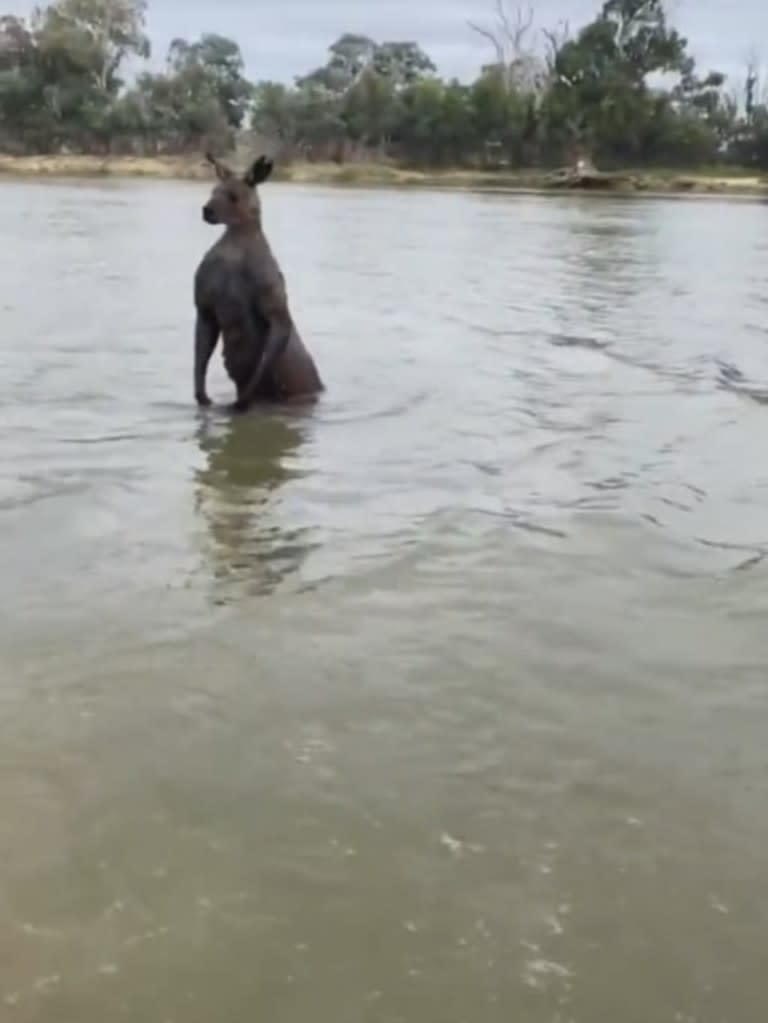 Man caught on video saving dog from being drowned by kangaroo. Picture: Tik Tok
