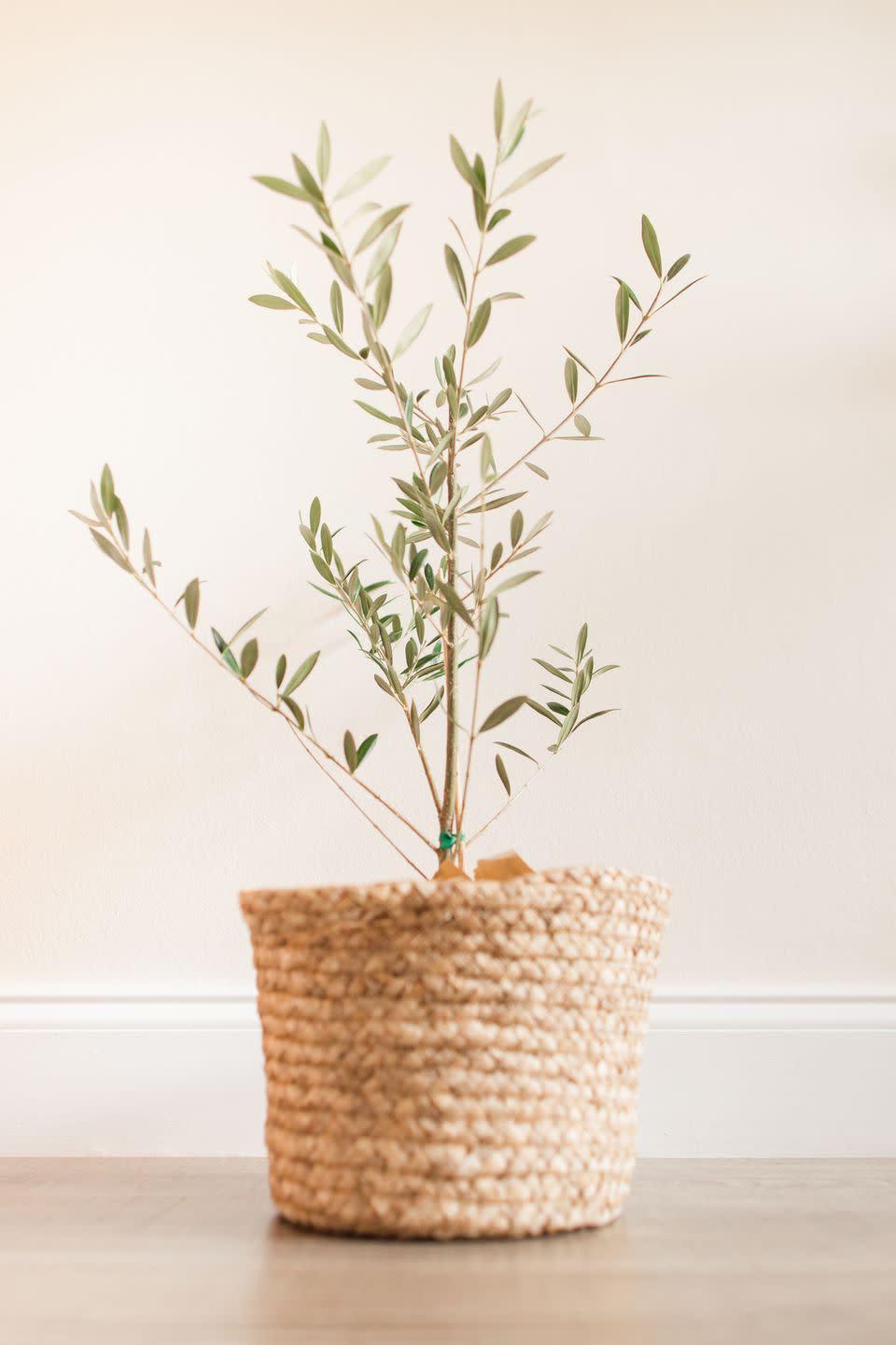 small olive tree potted in a wicker basket indoors in a modern neutral home