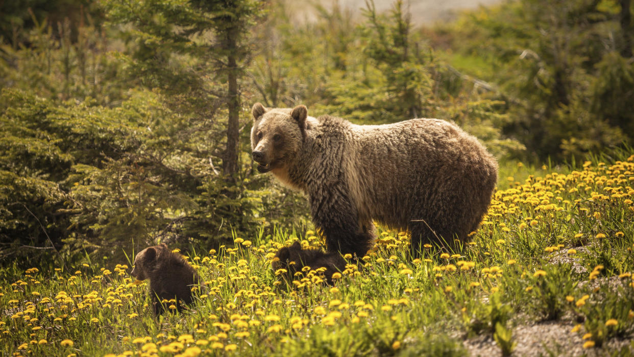  Mother grizzly bear and cubs at Jasper National Park, Canada 