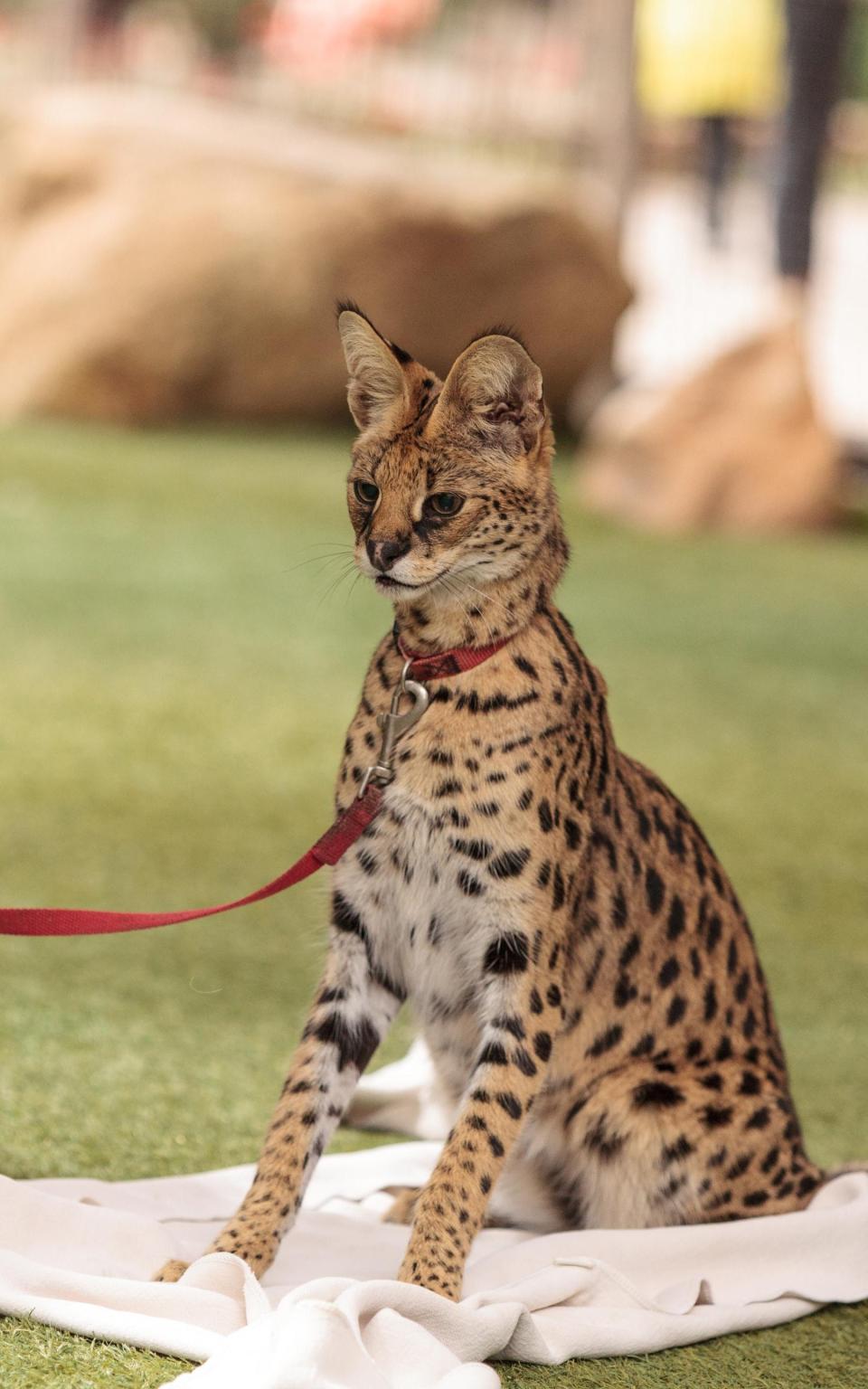 Sevral cat on lead - Alamy