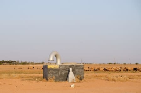 A ventilation shaft for water pipes is seen next to a flock of sheep in Benghazi