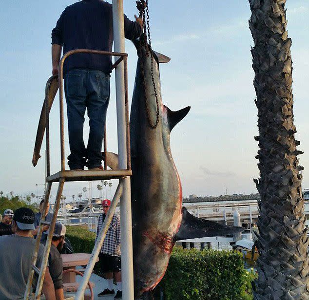 Californian man hooks massive shark on a fishing trip