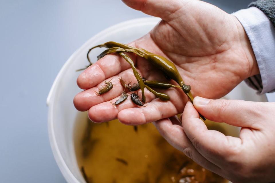 Shrimp being experimented on (Helen Yates)