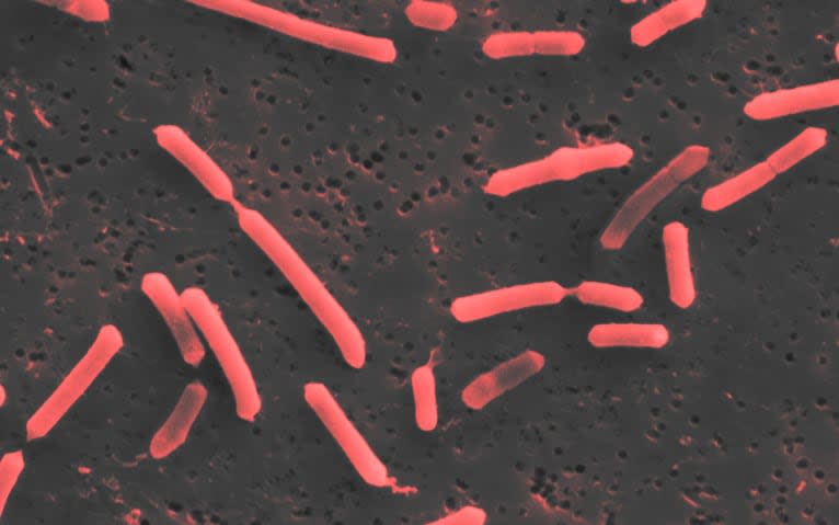 Single strains of bacteria have the potential to slow down or ever cure illnesses, scientists believe  - 4D Pharma 