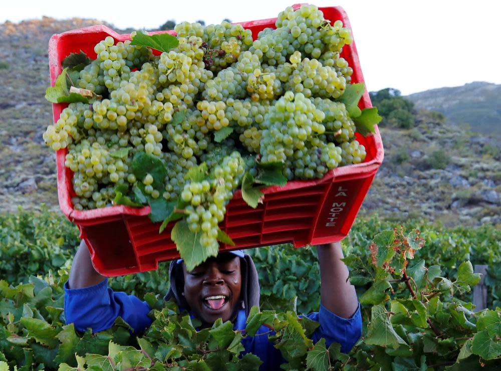 A worker harvests grapes at the La Motte wine farm in Franschhoek near Cape Town