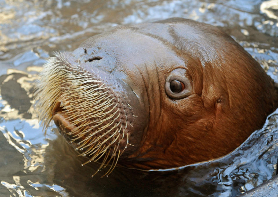 In this Oct. 15, 2012 photo provided by the Wildlife Conservation Society, Mitik, an orphaned Pacific walrus calf rescued off the coast of Alaska, emerges from his tank at the New York Aquarium in the Brooklyn borough of New York. Mitik suffered from a number of ailments when he was rescued in July but is making progress as he receives round-the-clock care at the aquarium. (AP Photo/Wildlife Conservation Society, Julie Larsen Maher)