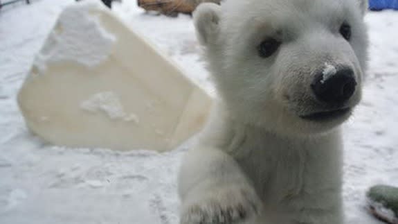 Baby_polar_bear_snow_toronto_zoo