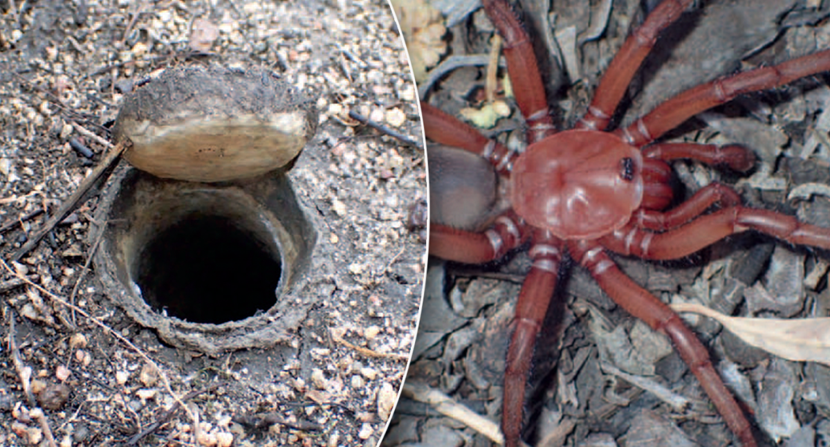 Rare and giant' trapdoor spider species, Euoplos dignitas, discovered in  Brigalow Belt - ABC News