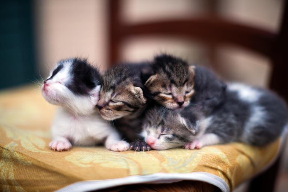 newborn kittens