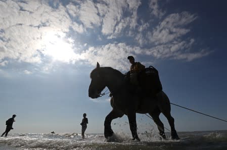 A Belgian shrimp fisherman rides his horse in the sea in the coastal town of Oostduinkerke