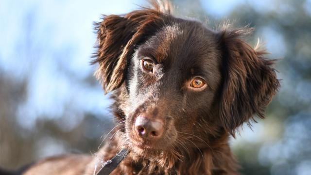 Why do dogs tilt their heads when we speak? It's not just about