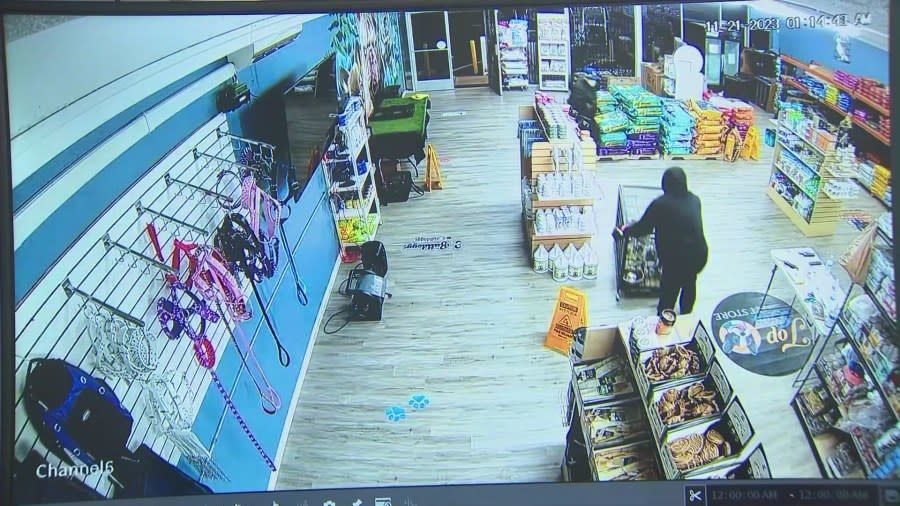 Security video captured a $100,000 dog heist after thieves ransacked a pet shop in Gardena on Nov. 21, 2023. (Top Dog Pet Store)