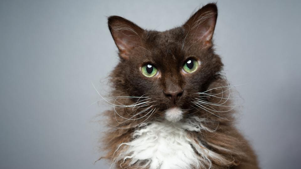 Chocolate white LaPerm cat portrait on gray background