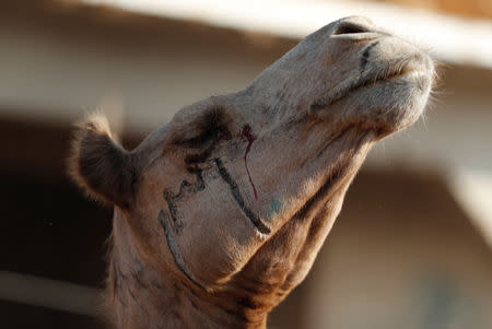 A camel's eye bleeds after force is used by traders who put it for sale at the Birqash Camel Market, ahead of Eid al-Adha or Festival of Sacrifice, on the outskirts of Cairo, Egypt August 17, 2018. REUTERS/Amr Abdallah Dalsh