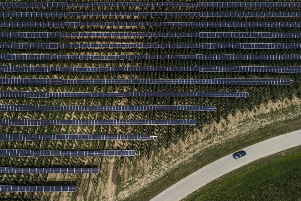 Solar panels are mounted on poles above a hops field near Au in der Hallertau, Germany, Wednesday, July 19, 2023. Solar panels atop crops has been gaining traction in recent years as incentives and demand for clean energy skyrocket. (AP Photo/Matthias Schrader)