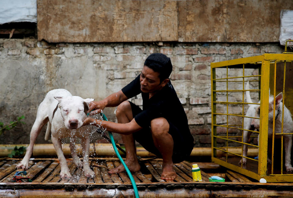 <p>Dog breeder Agus Badud washes his dog at his house in Cibiuk village of Majalaya, West Java province, Indonesia, Sept. 27, 2017. (Photo: Beawiharta/Reuters) </p>