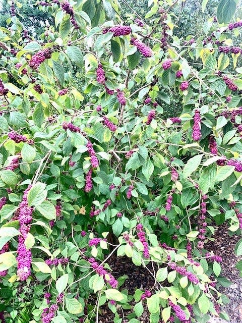 Callicarpa americana, or American beautyberry, is a beautiful native shrub that will abundantly produce purple berries in the fall.