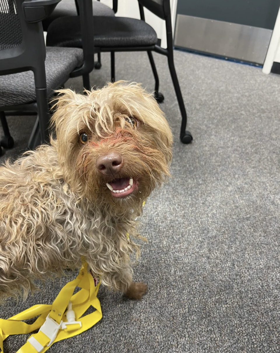 A small curly-haired dog with a yellow harness looking at the camera