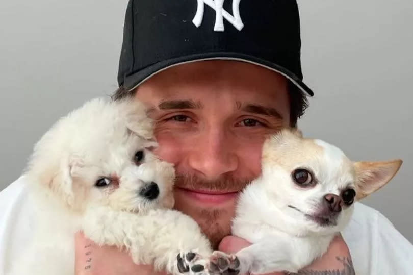 Brooklyn Beckham and dogs