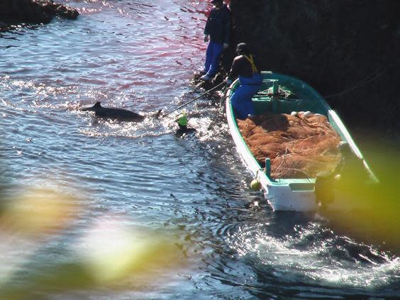 Dolphins’ psychological trauma after being hunted for marine parks revealed in new research