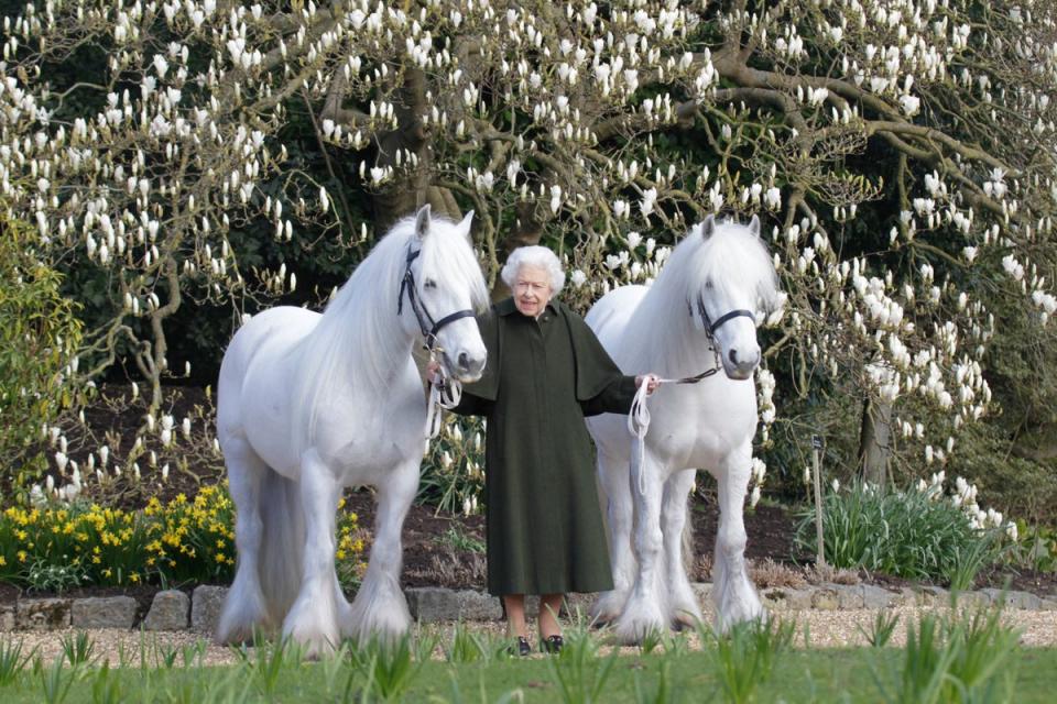 This new portrait of Queen Elizabeth II has been released by The Royal Windsor Horse Show to mark the occasion of her 96th birthday.  They are Fell ponies and the one on the right (in The Queen’s left hand) is called Bybeck Nightingale and the one on the left is Bybeck Katie . The image was taken in March in Windsor (PA)