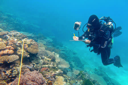 Supplied image of researcher Grace Frank completing bleaching surveys along a transect line on an area known as One Tree Reef, in the Capricorn Group of Islands, on the Great Barrier Reef in Australia, made available to Reuters on November 29, 2016. Tory Chase/Courtesy of ARC Centre of Excellence for Coral Reef Studies/Handout via REUTERS
