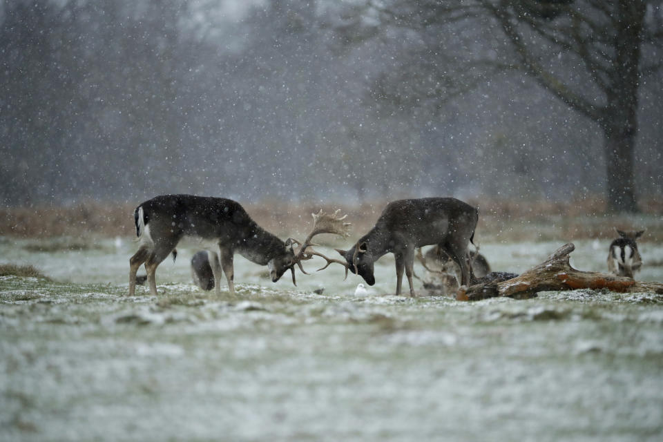 Stags lock antlers as they practice fighting during snow fall in Bushy Park, south west London, Tuesday, Feb. 9, 2021. Snow has swept across the country, with further snowfall predicted, bringing travel problems as temperatures dropped. (AP Photo/Matt Dunham)