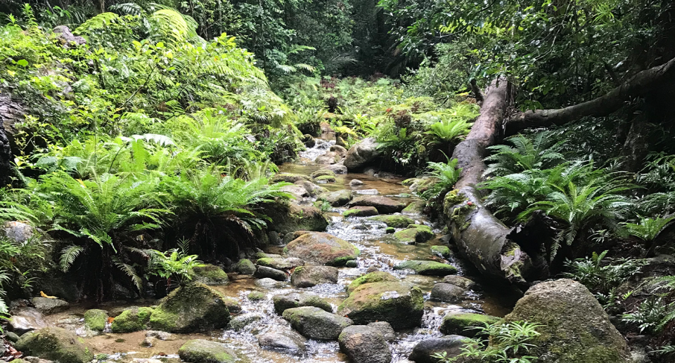 A creek running through the Wet Tropics.