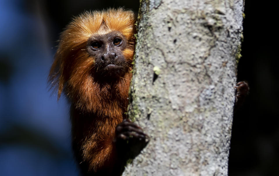 Un tití león dorado en un árbol en la región selvática de Silva Jardim, en el estado brasileño de Río de Janeiro, el viernes 8 de julio de 2022. Una campaña para vacunar contra la fiebre amarilla a estos monos en peligro de extinción en Brasil puede ayudar a salvarlos de la extinción. (AP Foto/Bruna Prado)