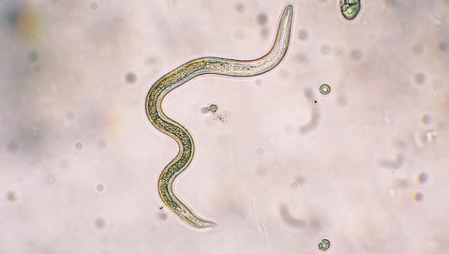 parasite