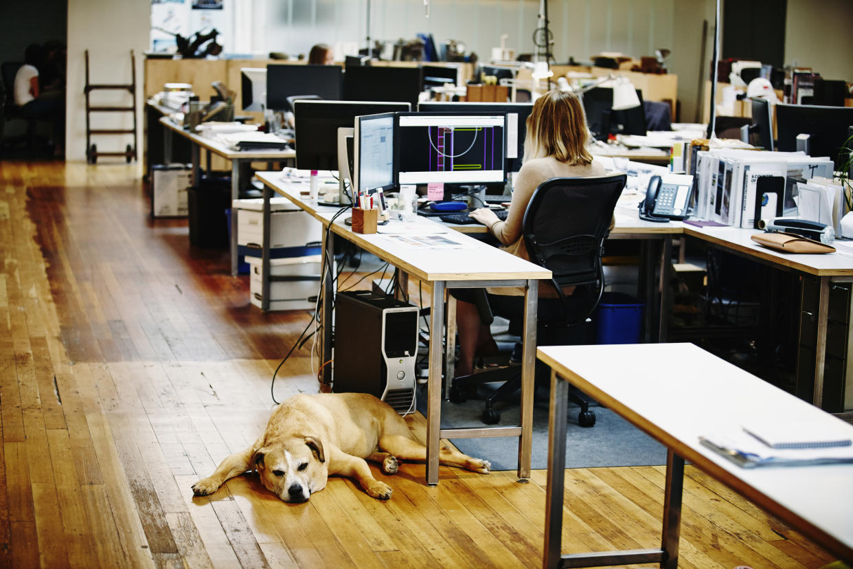 Some employers such as Google, Mars Inc., Salesforce, WorkDay and Zynga have swung wide open doors for employees’ dogs to come along. (Photo Credit: Getty Creative)