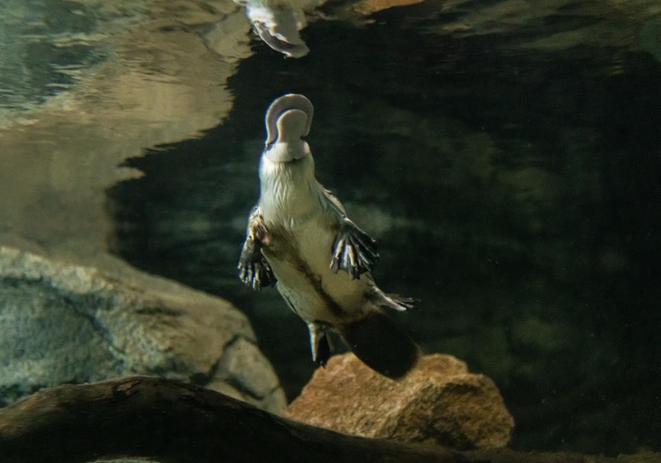 Mackenzie the platypus on exhibit at the Platypus Rescue HQ at the Taronga Western Plains Zoo in Dubbo, Australia. The photo shows the platypus’ odd beak, claws and beaver-like tail.