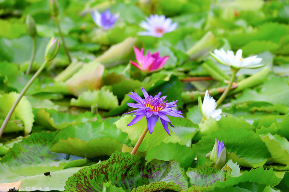 蓮緣香水蓮花園