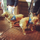 Golden retrievers sent from Illinois to comfort families of the Newtown school shooting victims. (Dylan Stableford/Yahoo! News)