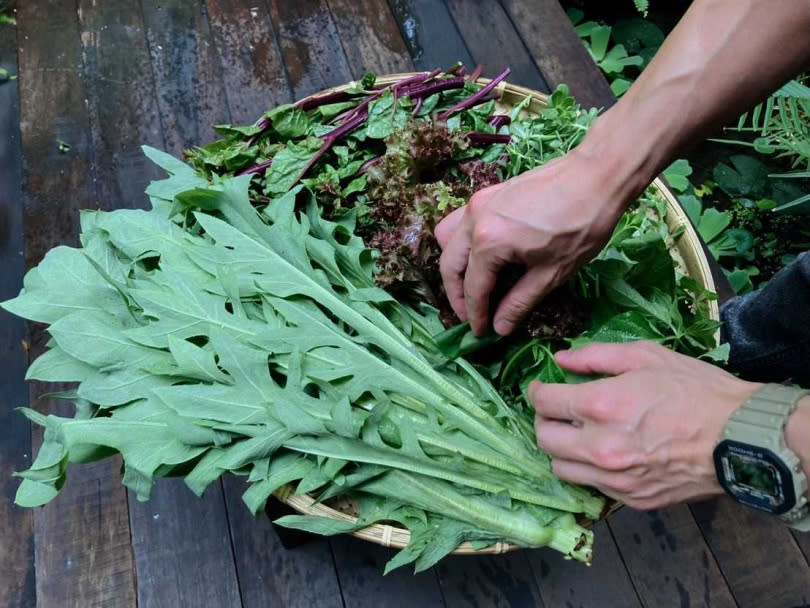   「聚落山海」的野菜以自然農法栽種，且獲得國際MOA有機認證。（圖／聚落山海）