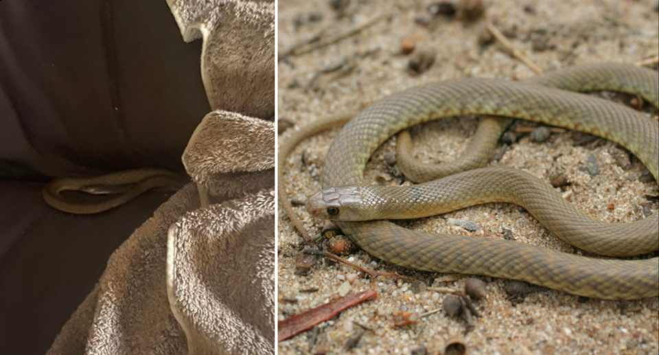 Left image is the snake Ali found on her sofa. Right image is of a western brown snake.