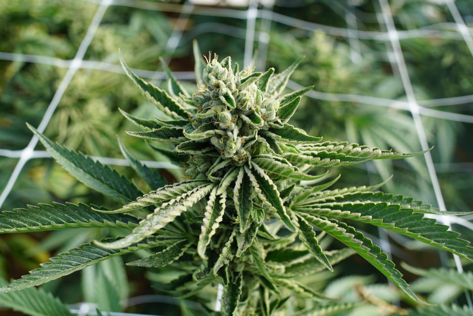 A female cannabis plant flowering in an indoor grow farm.