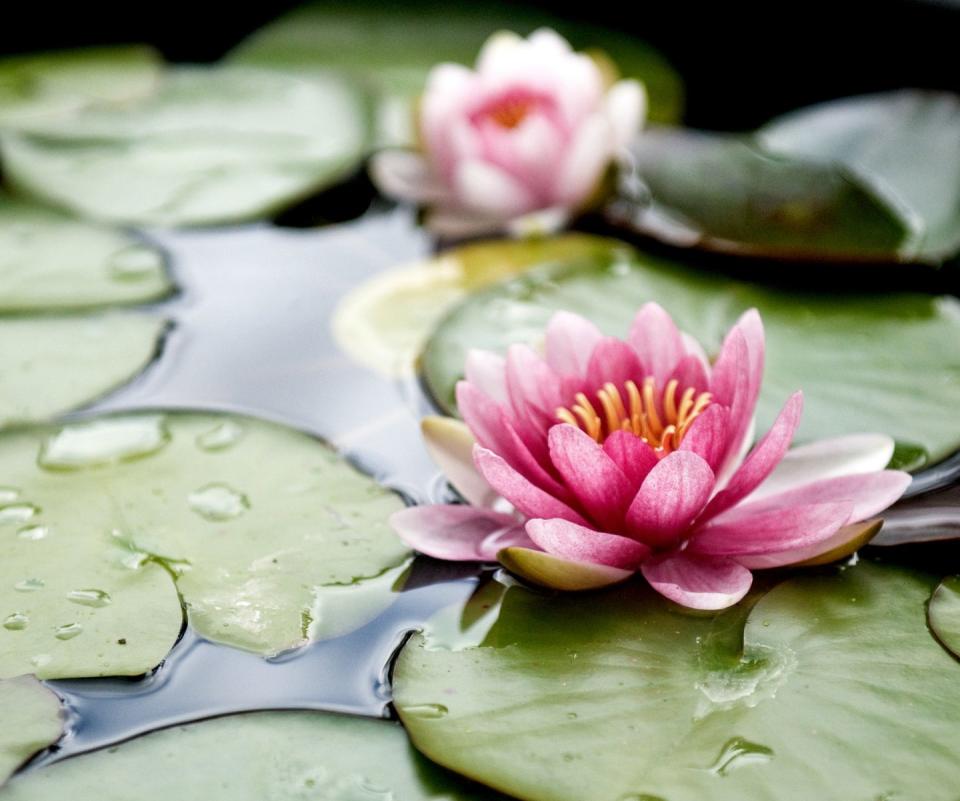 <p>The classic and elegant water lilies are famous for their rounded floating leaves — perfect for those with Pisces as their star sign.</p><p>Lucia explains: 'Like a water lily, Pisces are artistic and whimsical in their approach to life. They often find themselves floating along, enjoying the ride and they share this sense of fun with everyone they meet.' </p><p><a class="link " href="https://go.redirectingat.com?id=127X1599956&url=https%3A%2F%2Fwww.thompson-morgan.com%2Fp%2Fwater-lily-red-in-a-pond-basket-preplanted%2FWKB4672TM&sref=https%3A%2F%2Fwww.housebeautiful.com%2Fuk%2Fgarden%2Fplants%2Fg33666571%2Fflowers-zodiac-sign%2F" rel="nofollow noopener" target="_blank" data-ylk="slk:BUY NOW VIA THOMPSON & MORGAN;elm:context_link;itc:0;sec:content-canvas">BUY NOW VIA THOMPSON & MORGAN</a></p><p><strong>Like this article? <a href="https://hearst.emsecure.net/optiext/cr.aspx?ID=DR9UY9ko5HvLAHeexA2ngSL3t49WvQXSjQZAAXe9gg0Rhtz8pxOWix3TXd_WRbE3fnbQEBkC%2BEWZDx" rel="nofollow noopener" target="_blank" data-ylk="slk:Sign up to our newsletter;elm:context_link;itc:0;sec:content-canvas" class="link ">Sign up to our newsletter</a> to get more articles like this delivered straight to your inbox</strong><strong>.</strong></p><p><a class="link " href="https://hearst.emsecure.net/optiext/cr.aspx?ID=DR9UY9ko5HvLAHeexA2ngSL3t49WvQXSjQZAAXe9gg0Rhtz8pxOWix3TXd_WRbE3fnbQEBkC%2BEWZDx" rel="nofollow noopener" target="_blank" data-ylk="slk:SIGN UP;elm:context_link;itc:0;sec:content-canvas">SIGN UP</a></p>