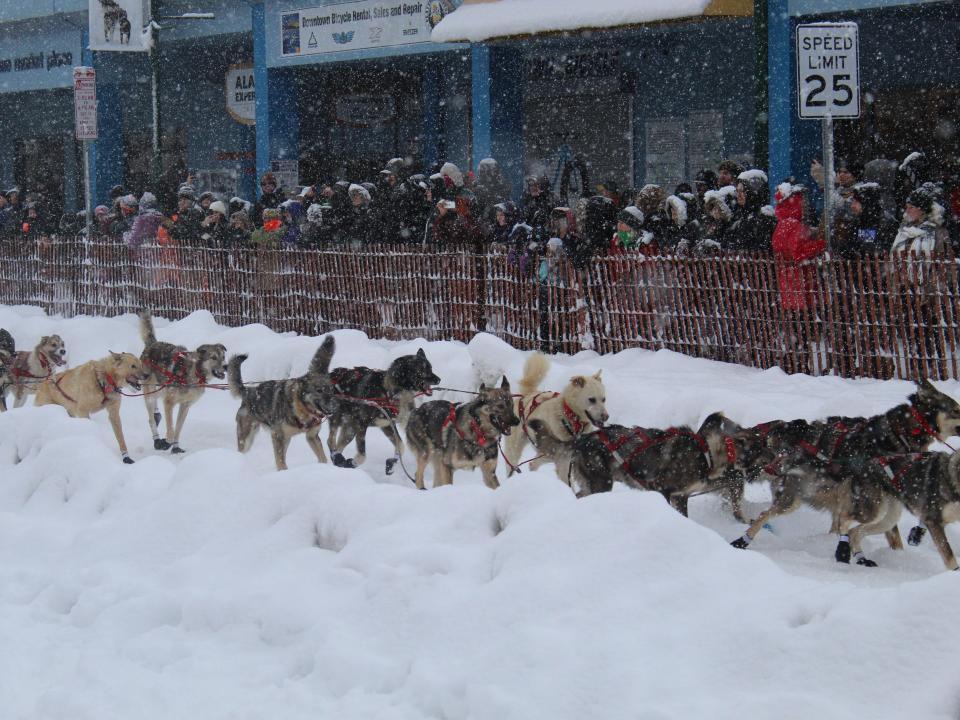 A line-up of sled dogs running down the street with a crowd of people in the background